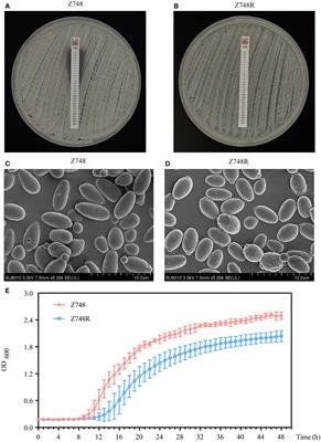 Post-translational modifications confer amphotericin B resistance in Candida krusei isolated from a neutropenic patient